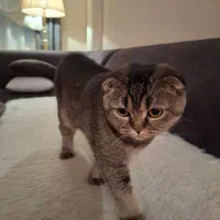 ماده برای جفت گیری