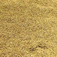 بذر یونجه درجه یک