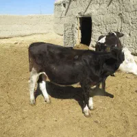 تلیسه پای کل