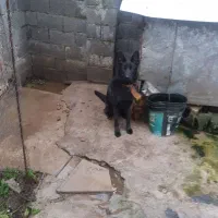 سگ ژرمن بلک
