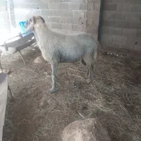 غوچ