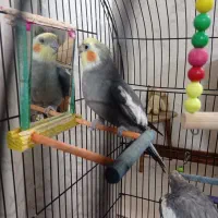 عروس هلندی نر وماده