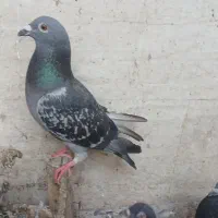 سلام تعدادی کبوتر پلاکی