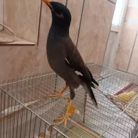 مرغ مینا مرودشت