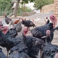 فروش بوقلمون محلی