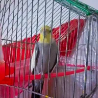 عروس هلندی نر