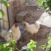 مرغ و خروس اصلی