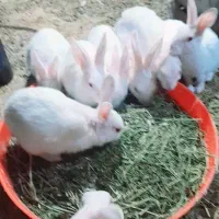 خرگوش سفید چشم شرابی