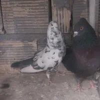 کبوتر تهران
