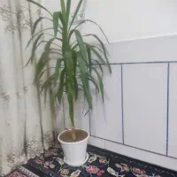 راهنمایی کنید .