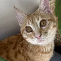 گربه زرد|حیوانات|تبریز, |دیوار