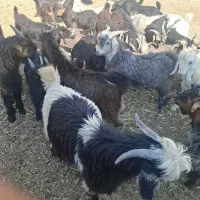 فروش 45 راس بز