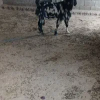 چبش دورگ ذات دار