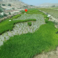 نشا(تیم) برنج شمیم