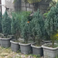 گل و گیاه ،افرا سفید، ال و دی، مورت،نوئل