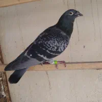 کبوتر مسافتی پلاکی