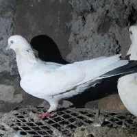 کفتر کموتر