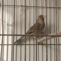 سهره قناری نر
