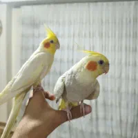 عروس هلندی جفت مولد