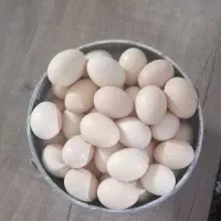 تخم مرغ محلی