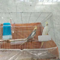 عروس هلندی