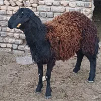 یک راس بره