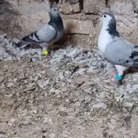 ی جفت نر مرتبط