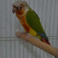 گرینچیک اناناسی