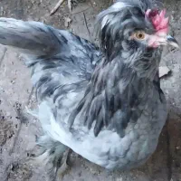 خروس سلطان اصیل