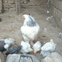 مرغ برهما درشت با جوجه دو ماهه
