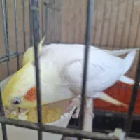 جوجه عروس هلندی