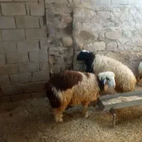 بره نر