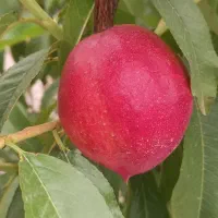 فروش میوه شلیل سایکینگ