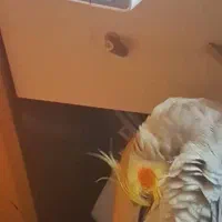 پررنده