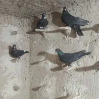 کفتر نرماده کلاغ گوک دوتا ماده سیاه پلنگ
