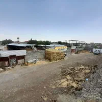 فروش دامداری