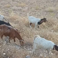 انبار علوفه دام و غیره