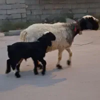میش با بره