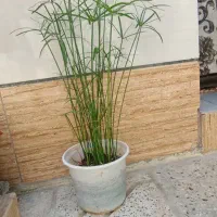 دوعددنخل مرداب