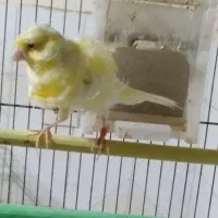 قناری فر ماده آماده