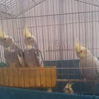 فروش جوجه عروس هلندی سالم