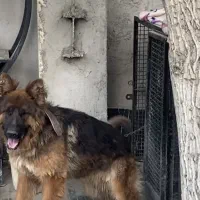 سگ ژرمن