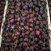 گیلاس تک دانه درجه