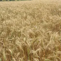 گندم بذر اوکراینی