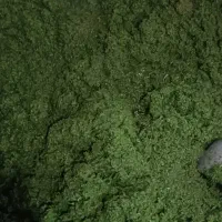 سبزی قرمه بسته های ۷ نفره فقط ۴۵هزار ارسال رایگان