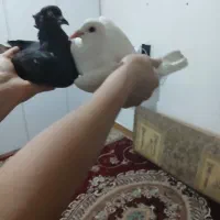 کبوتر مست مست