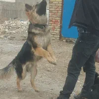 سگ ژرمن