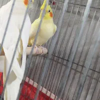 عروس هلندی