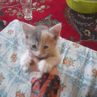 گربه فروشی داریم یک دونه  بریتیش نر هست