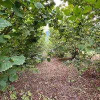 فروش-باغ-فندق-با-سند-شش-دانگ-روستای-زیبای-گیلده